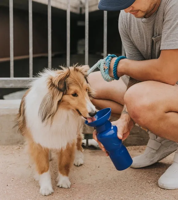 Springer Classic Travel Dog Water Bottle - Royal Blue